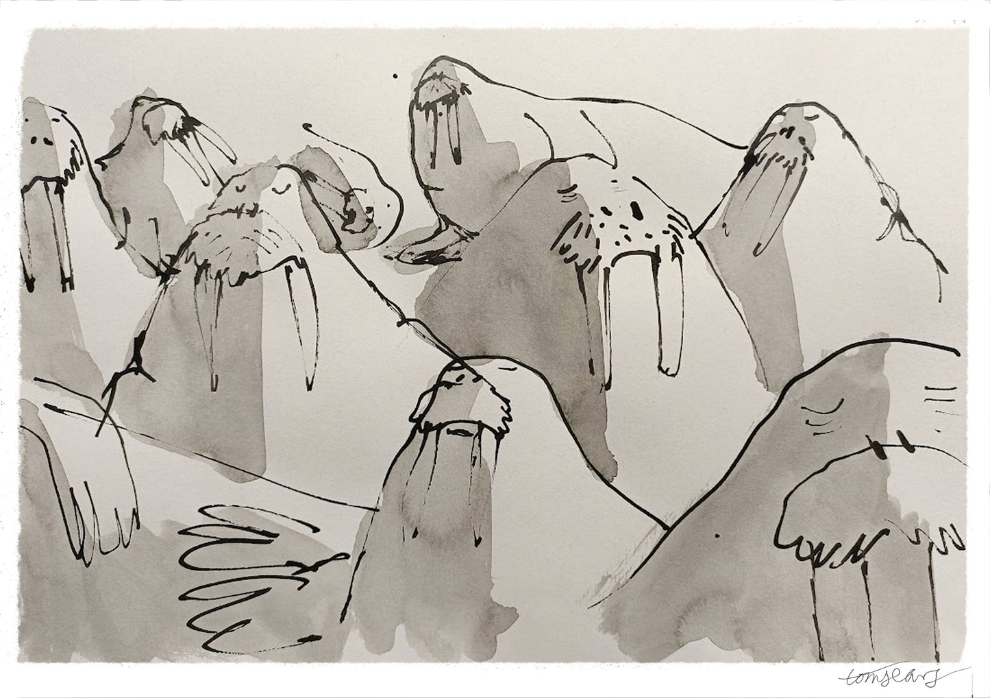 Walrus huddle